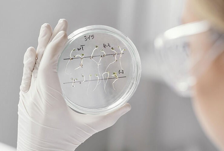 Scientist examining a cell culture in a petri dish for biocompatibility testing